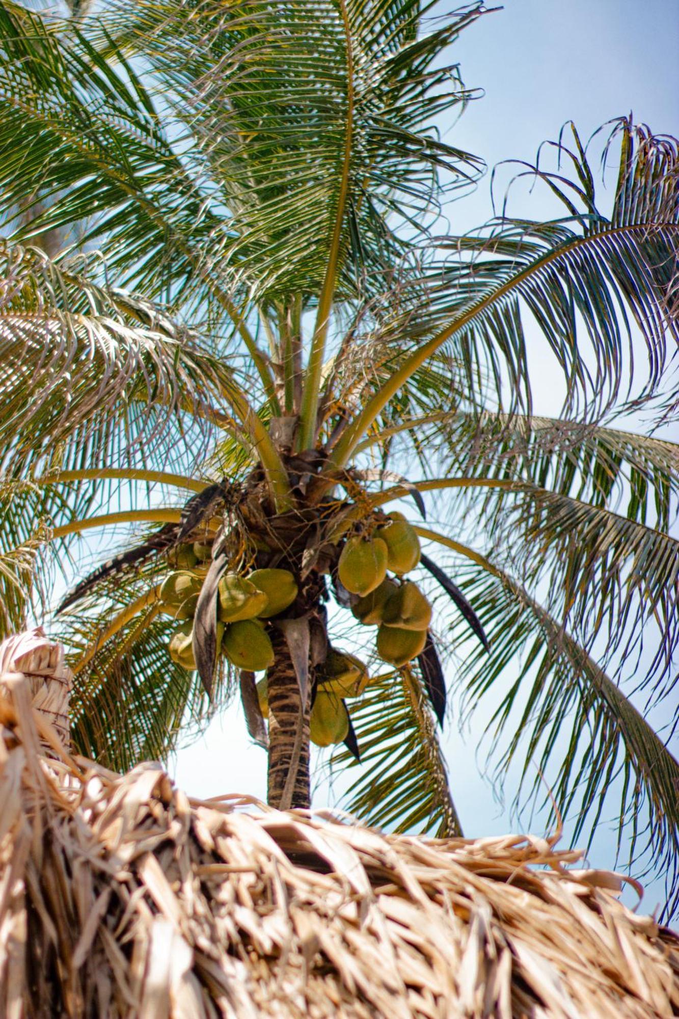 Hukumeizi بالومينو المظهر الخارجي الصورة